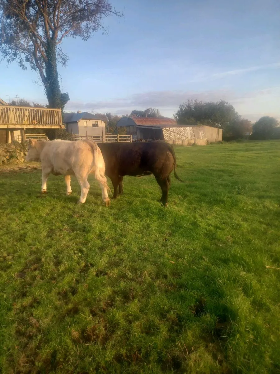 Heifers - Image 2