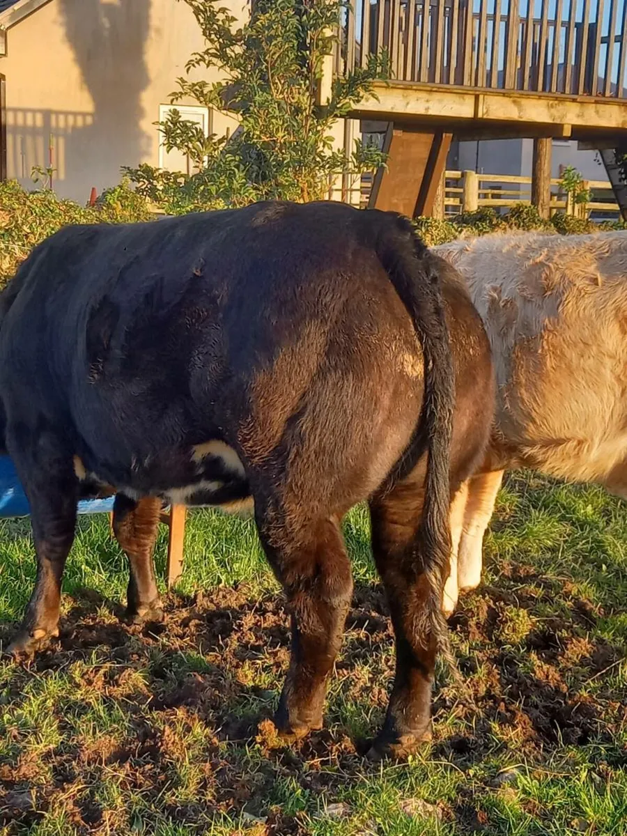Heifers - Image 3
