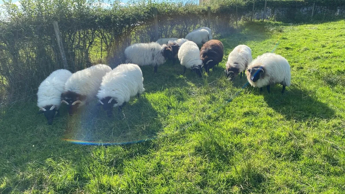 Mayo Ewe lambs - Image 4