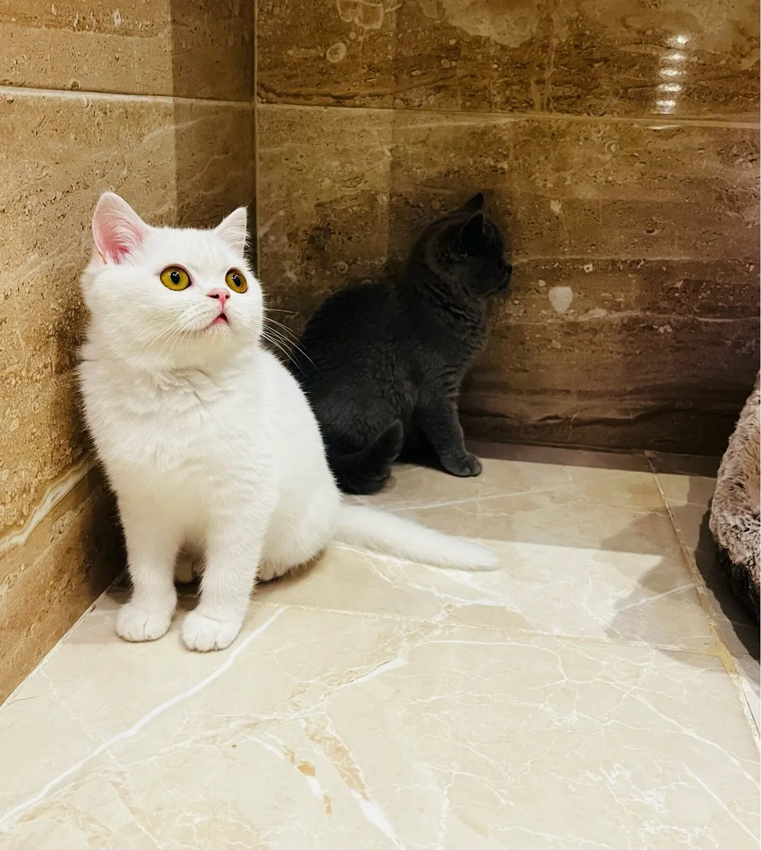 Pedigree British shorthair kittens - Image 1