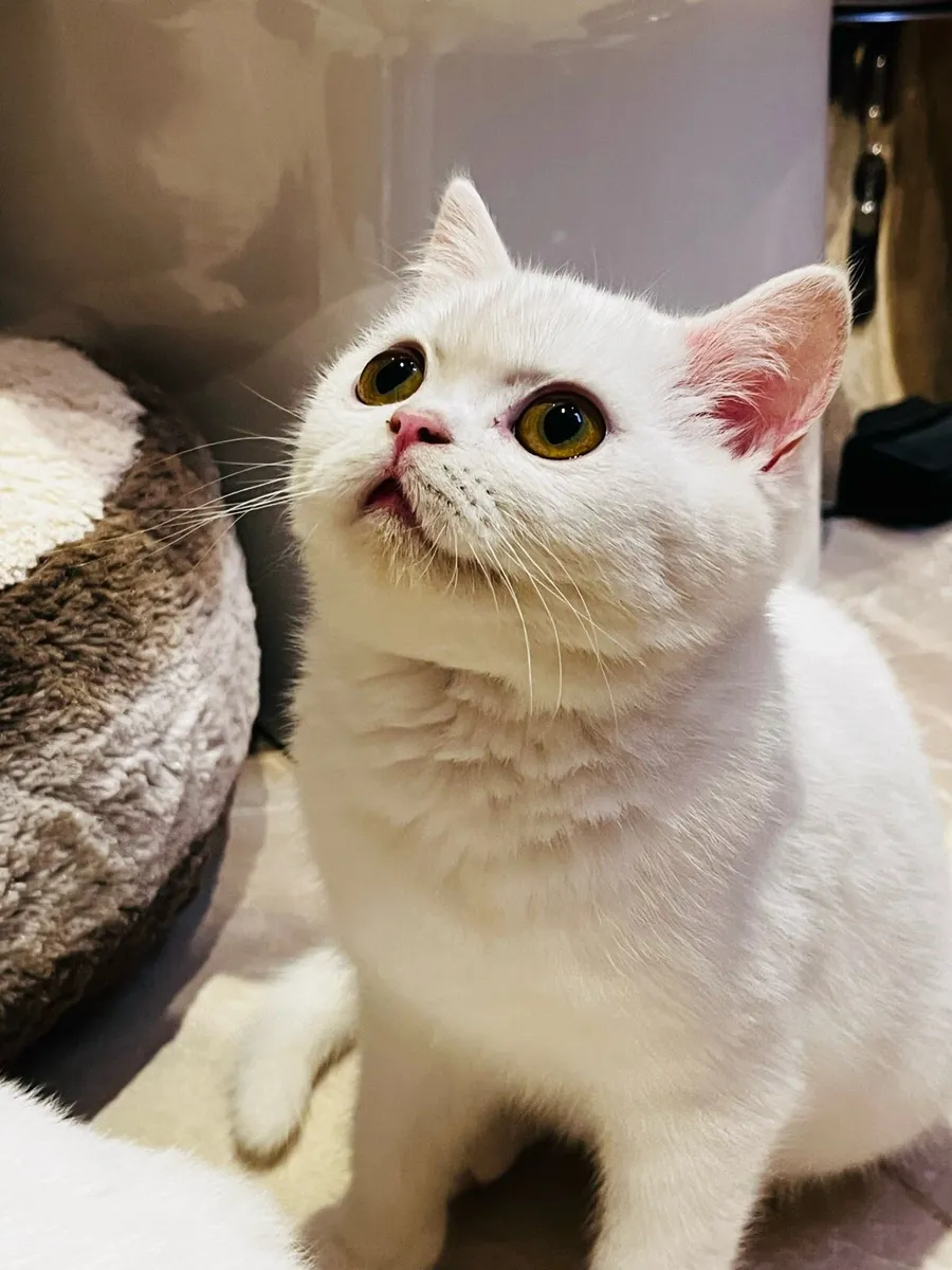 Pedigree British shorthair kittens - Image 2