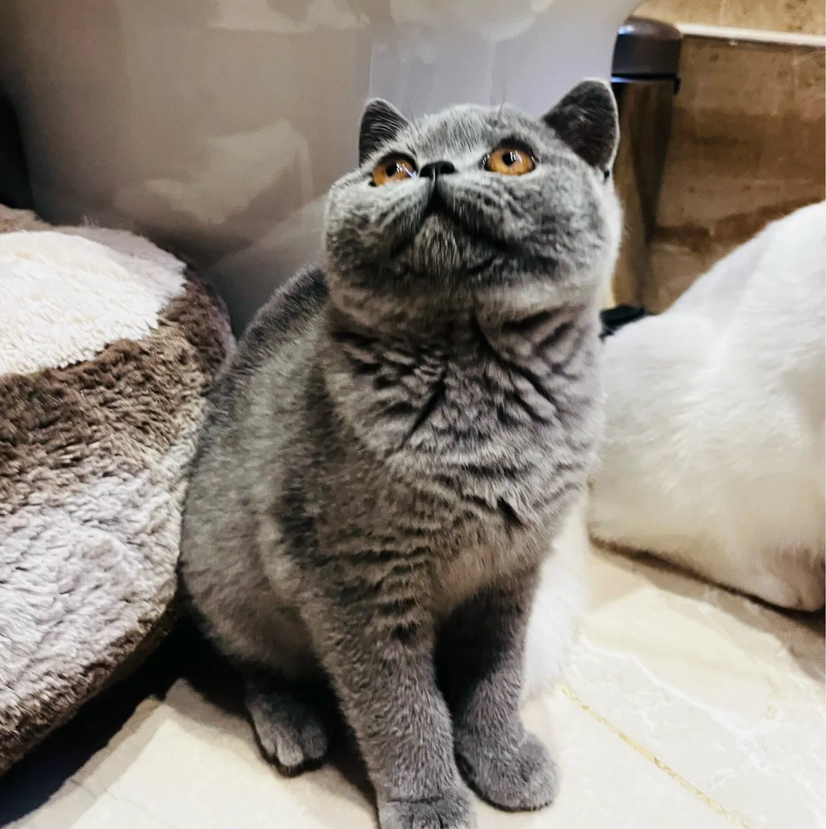Pedigree British shorthair kittens - Image 3