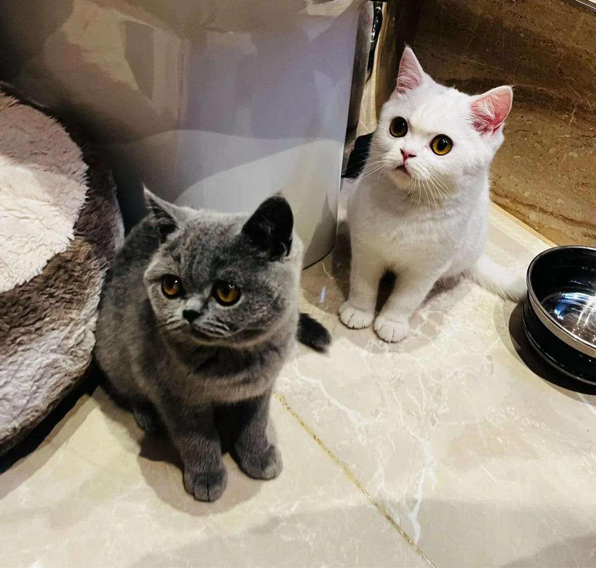 Pedigree British shorthair kittens - Image 4