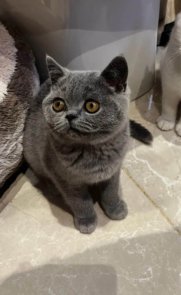 Pedigree British shorthair kittens - Image 1