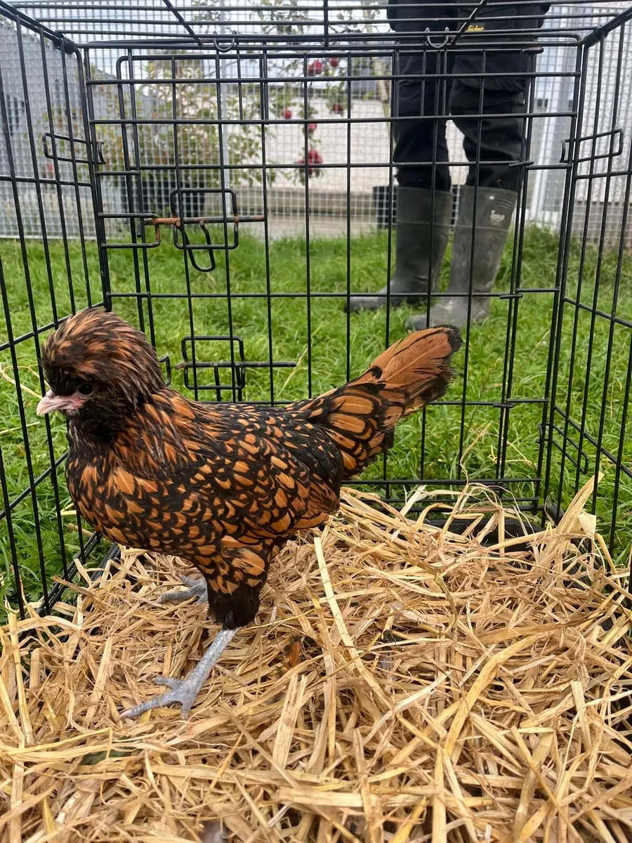 Poultry - Image 1