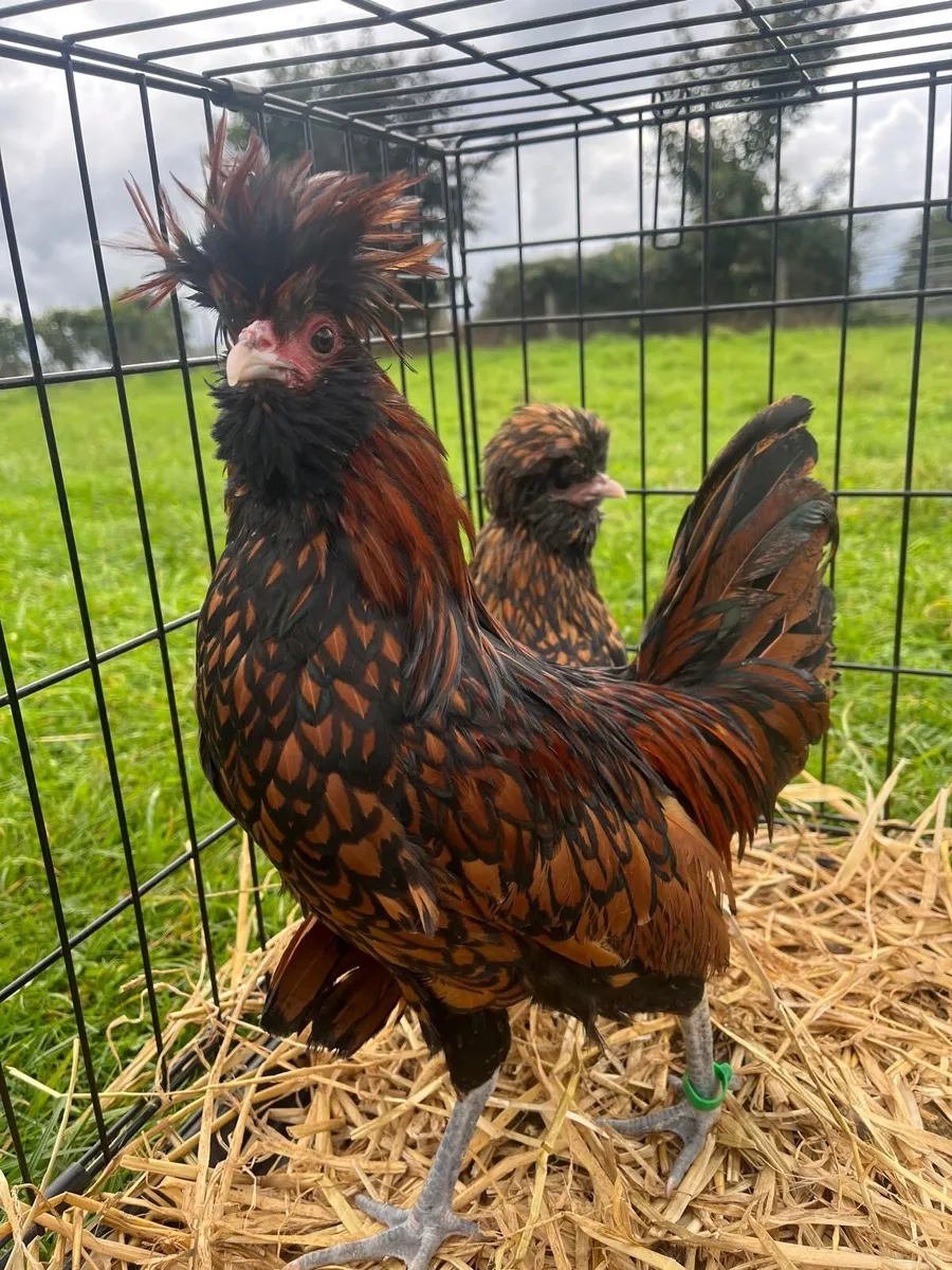 Poultry - Image 2