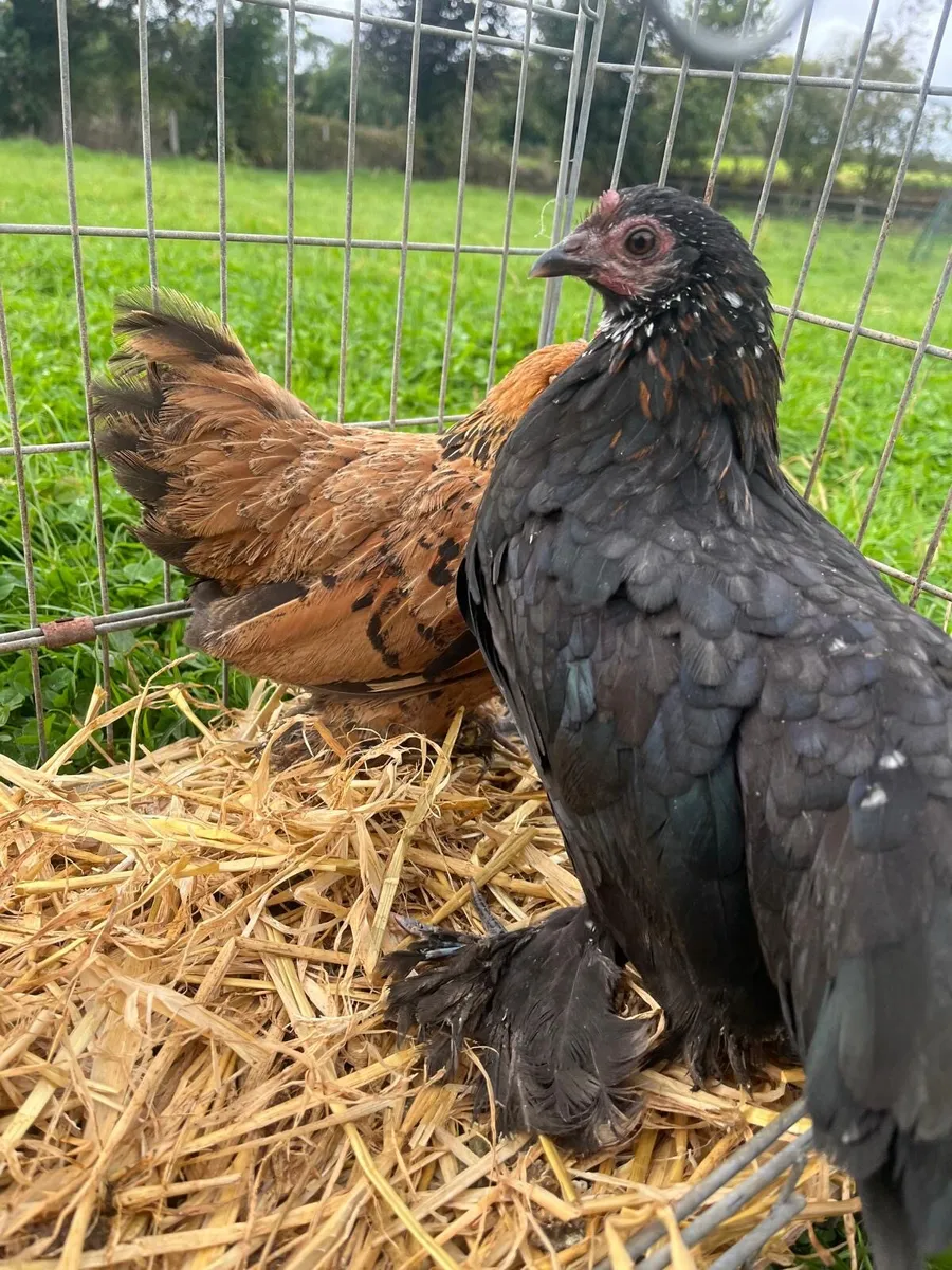 Poultry - Image 4