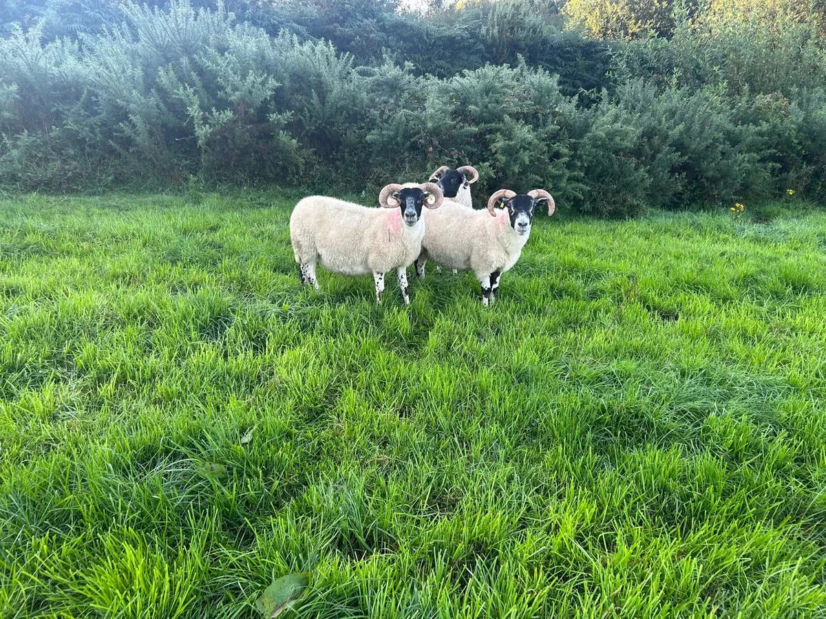 Lanark Hogget Ewes - Image 2