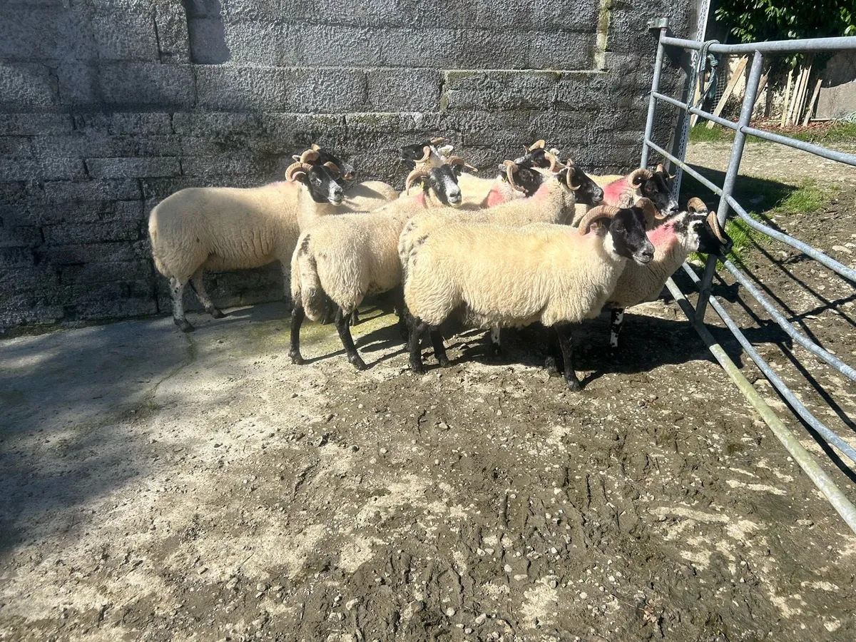 Lanark Hogget Ewes - Image 3