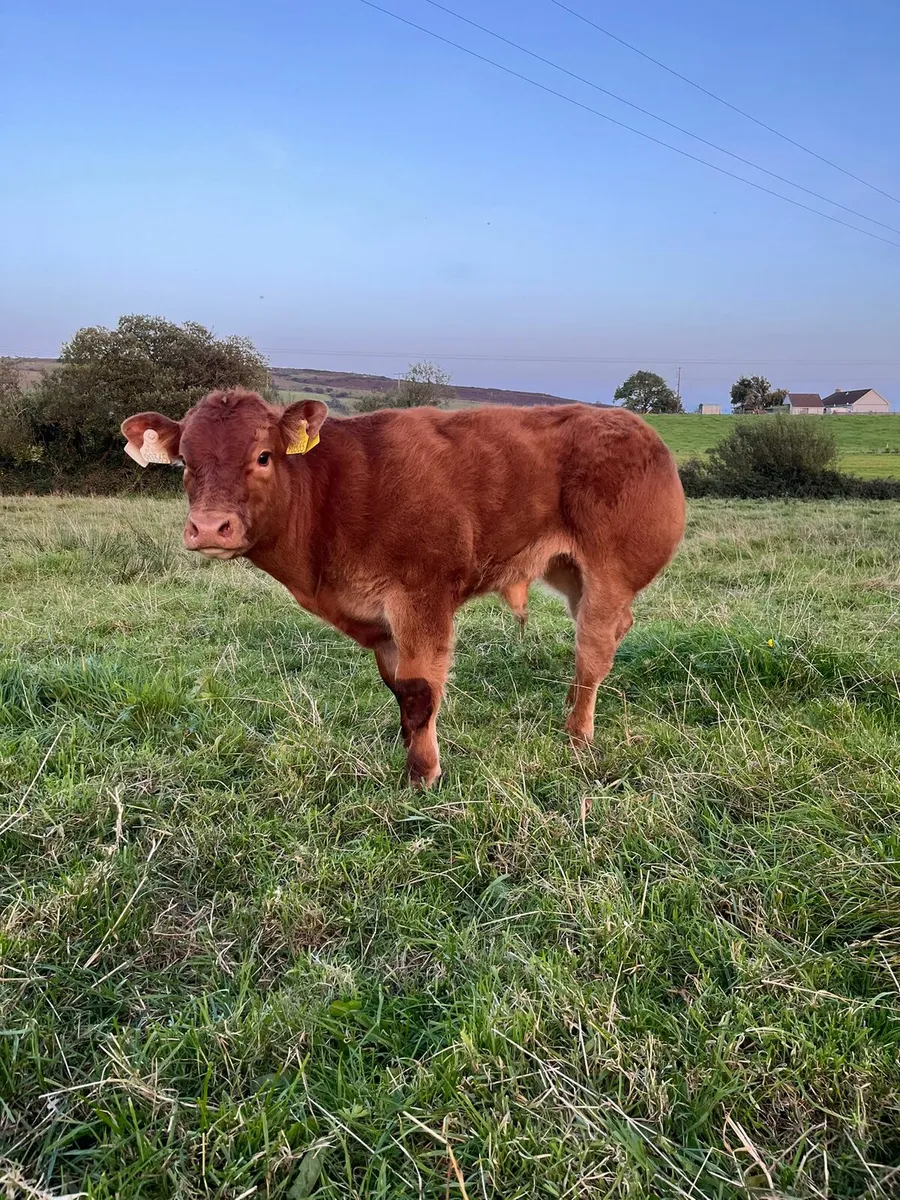 Limousin Bull Weanling, please read add - Image 1