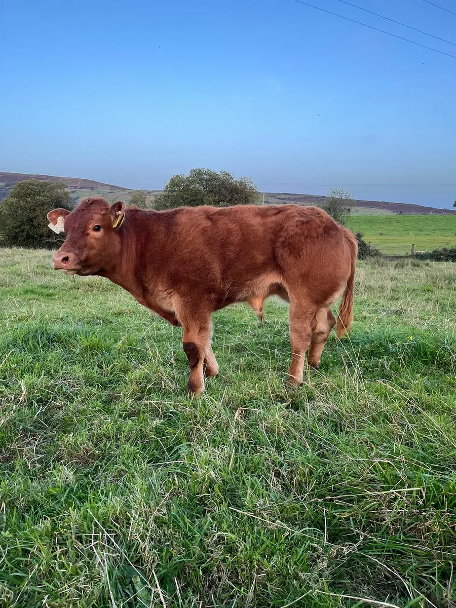 Limousin Bull Weanling, please read add - Image 2