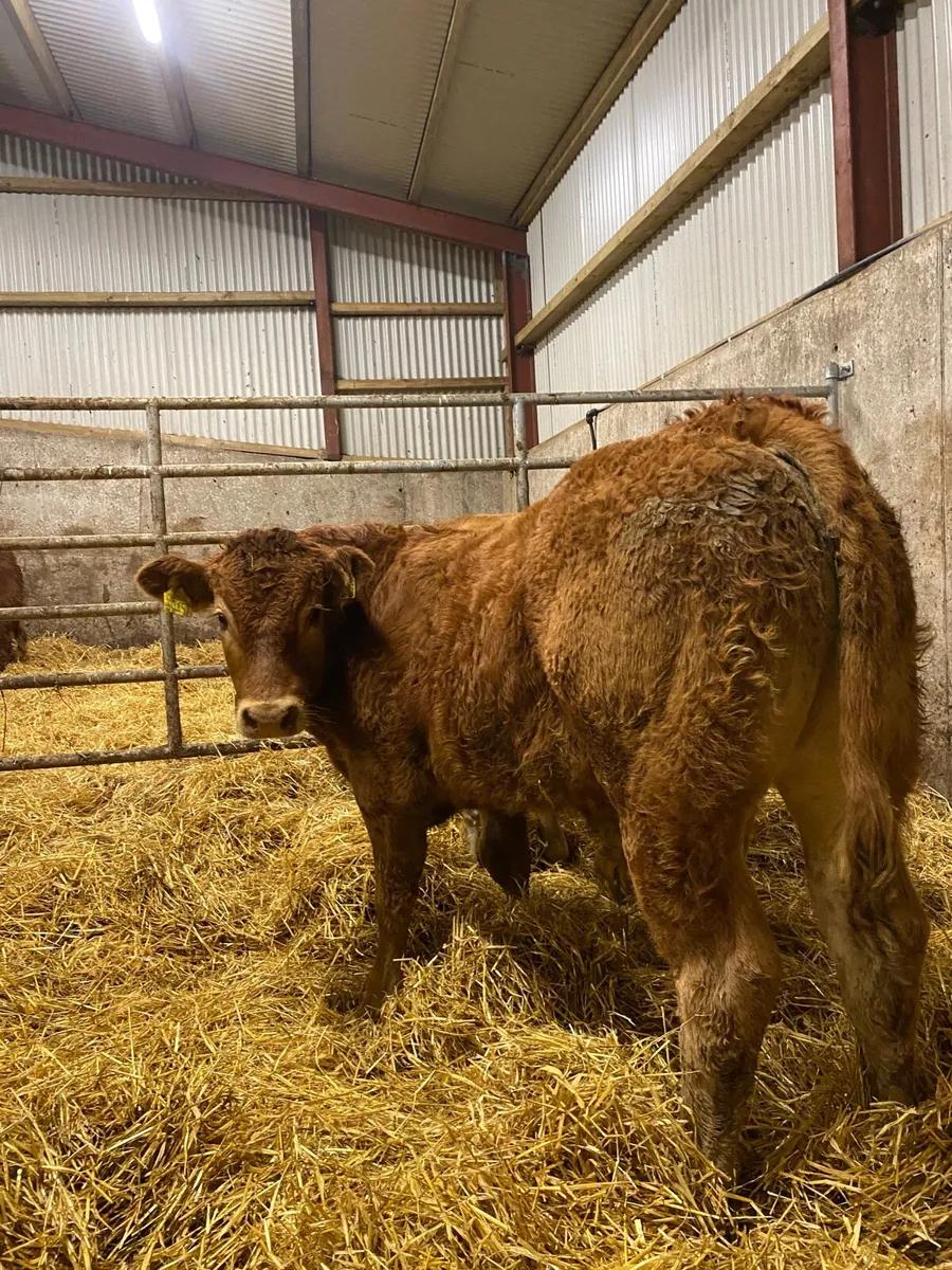 ⭐️ 4 super U Grade bull weanlings⭐️ - Image 1