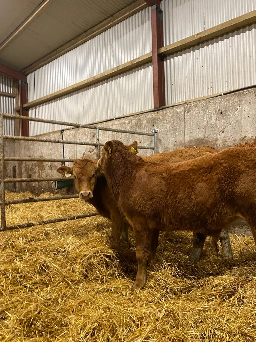 ⭐️ 4 super U Grade bull weanlings⭐️ - Image 2