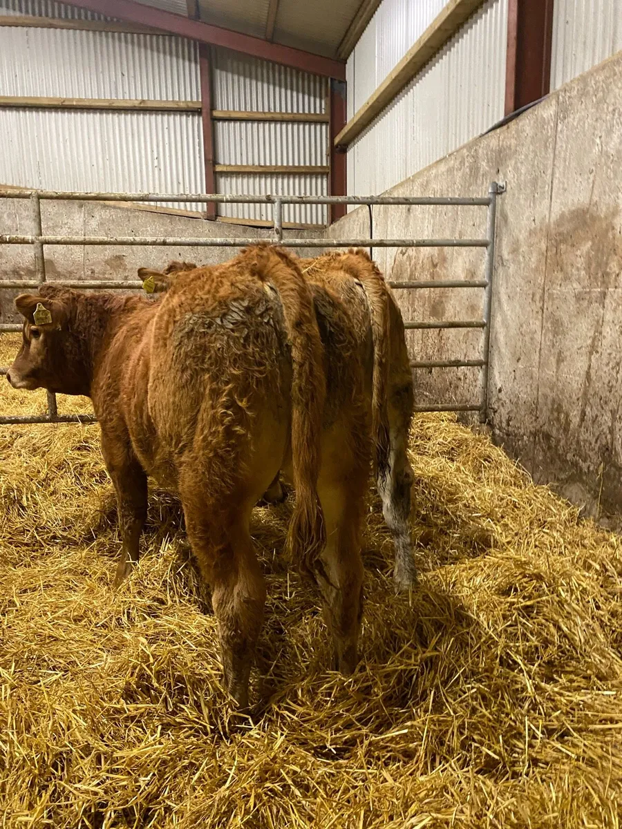 ⭐️ 4 super U Grade bull weanlings⭐️ - Image 3