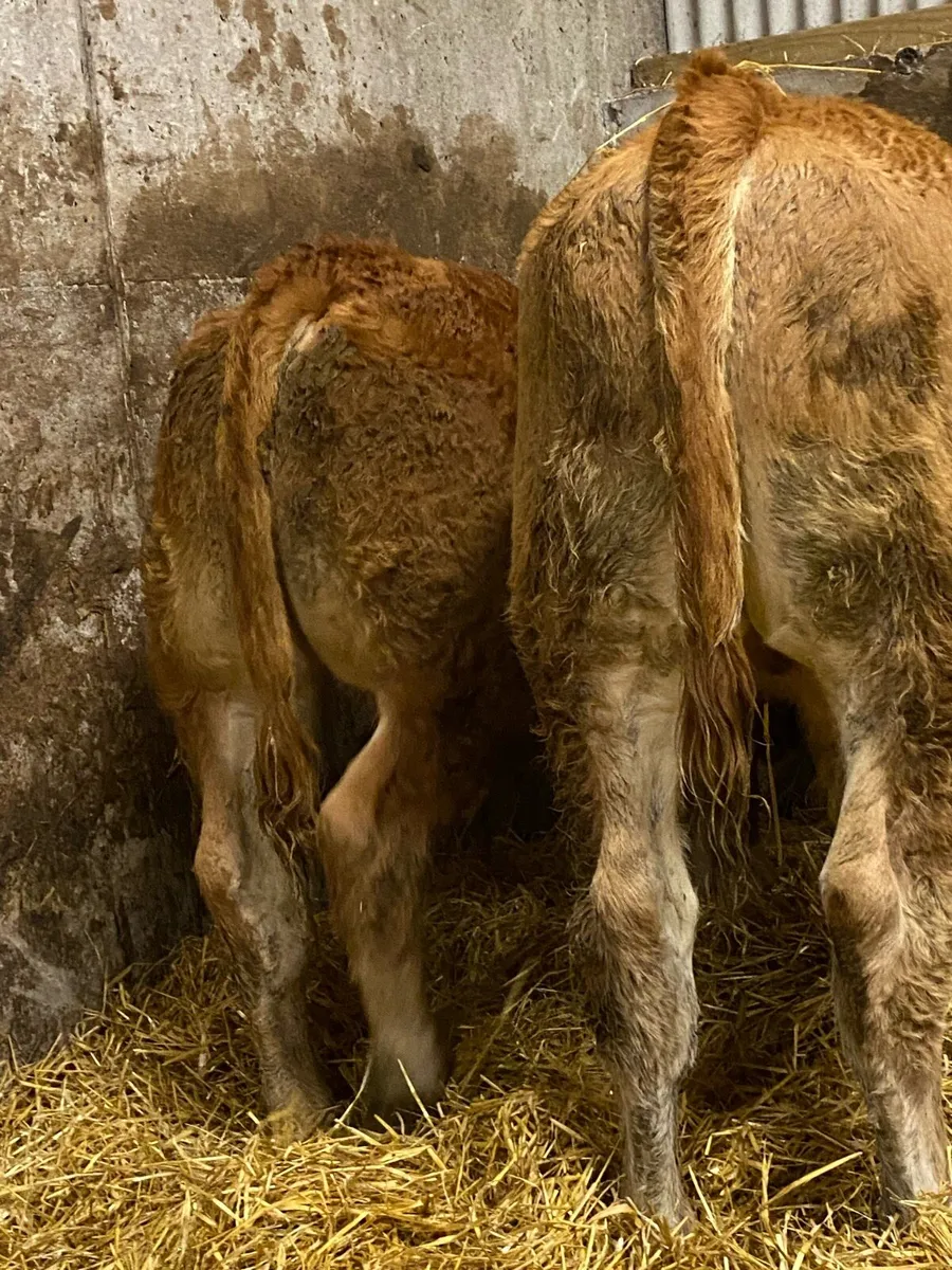 ⭐️ 4 super U Grade bull weanlings⭐️ - Image 4