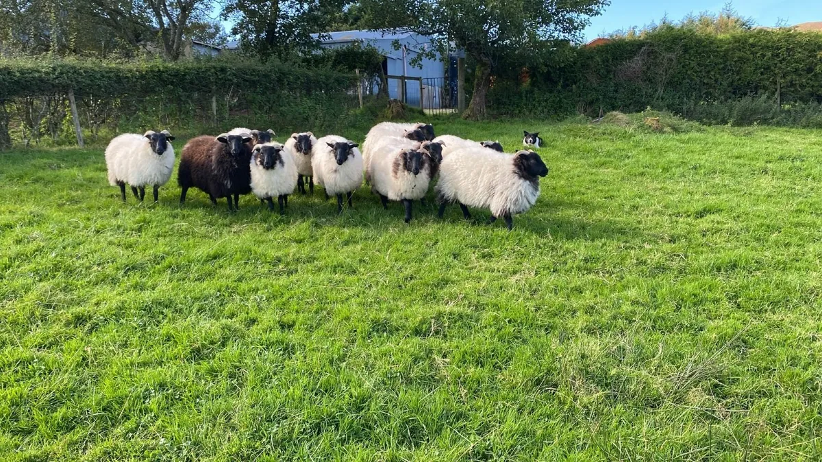 Mayo Ewe lambs - Image 1