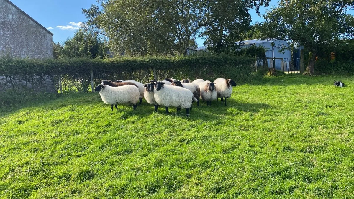 Mayo Ewe lambs - Image 2