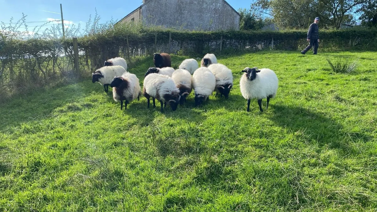 Mayo Ewe lambs - Image 3