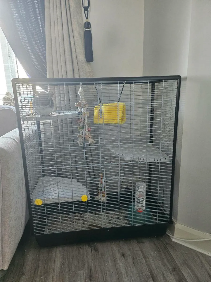 Chinchilla cage