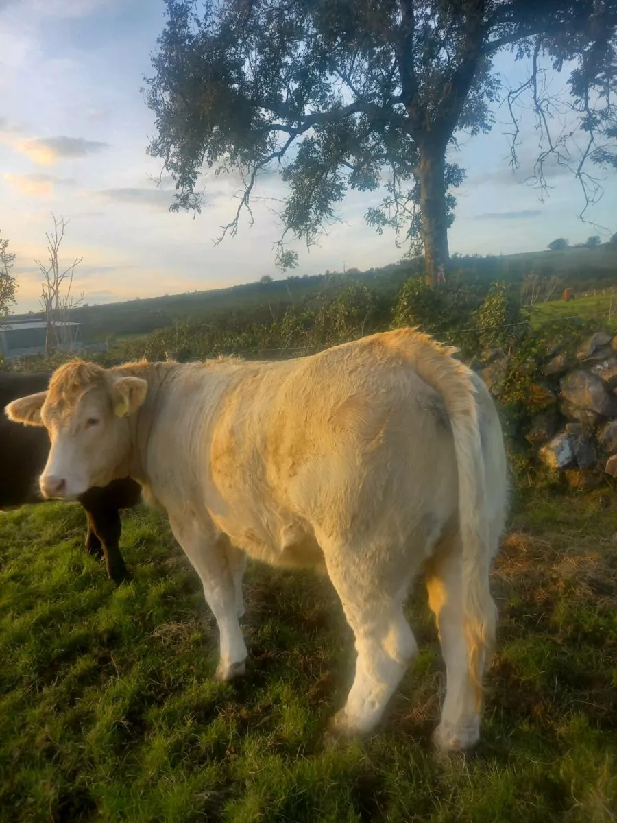Heifers - Image 4