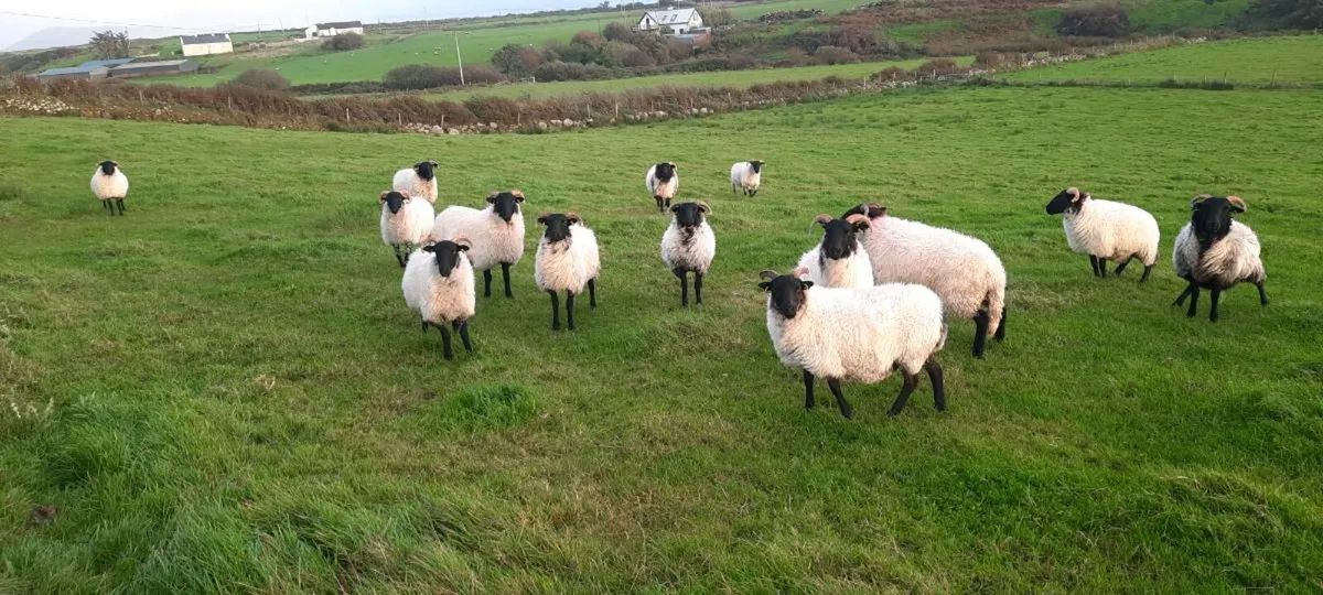Blackface Mountain Hogs - Image 1
