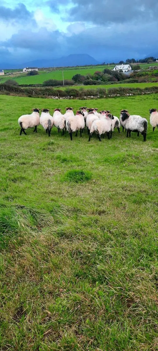 Blackface Mountain Hogs - Image 2