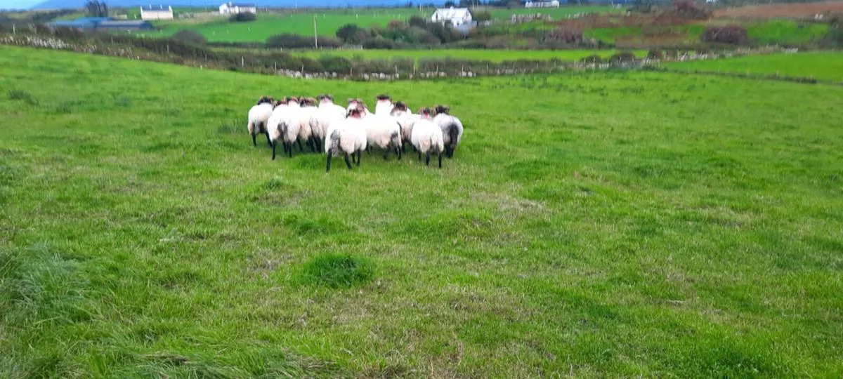 Blackface Mountain Hogs - Image 3