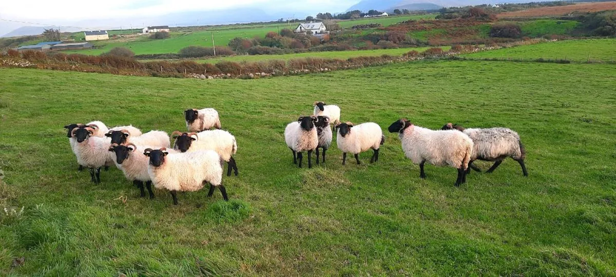 Blackface Mountain Hogs - Image 4