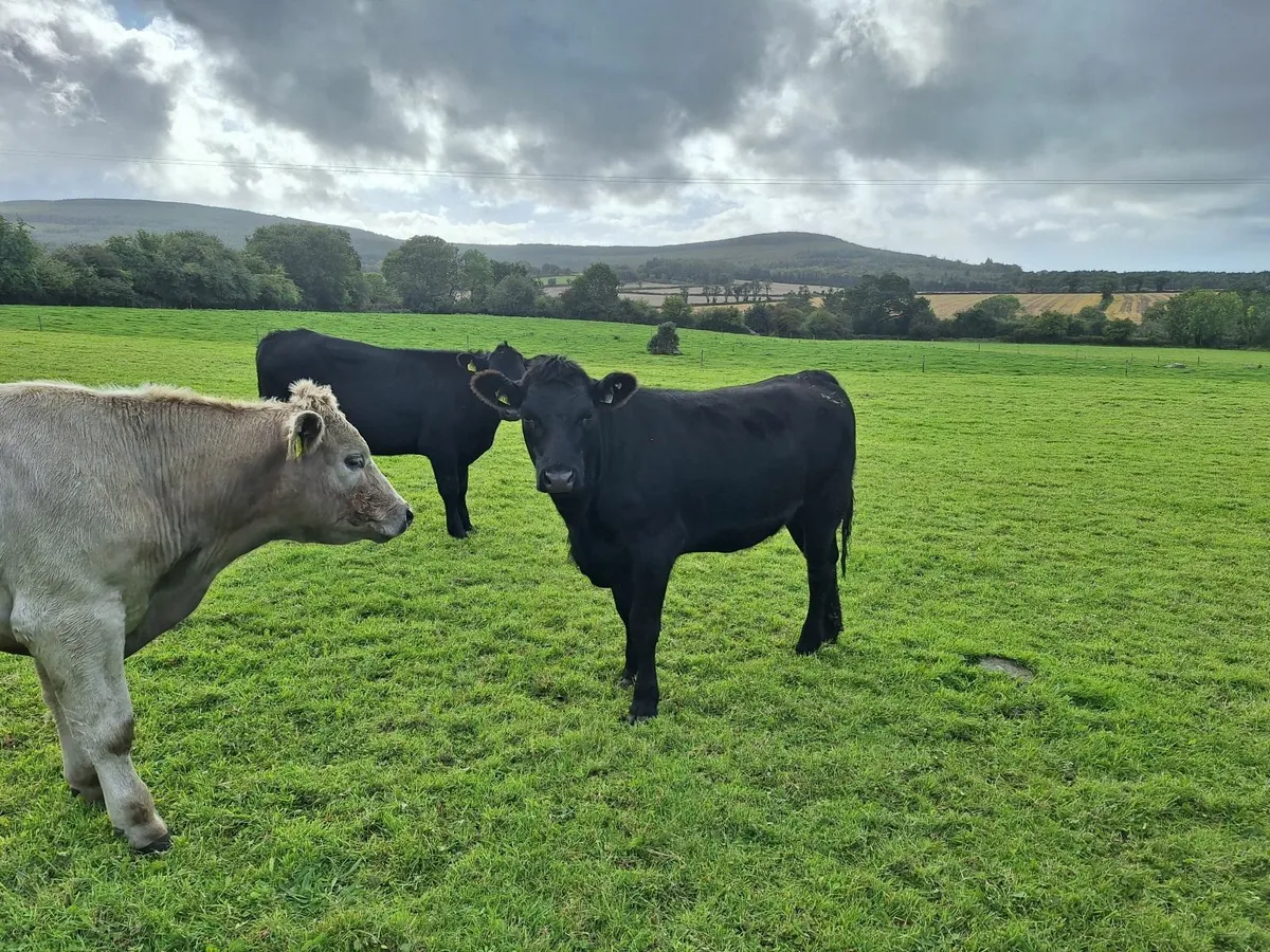 Purebred AA Heifers for sale. - Image 1