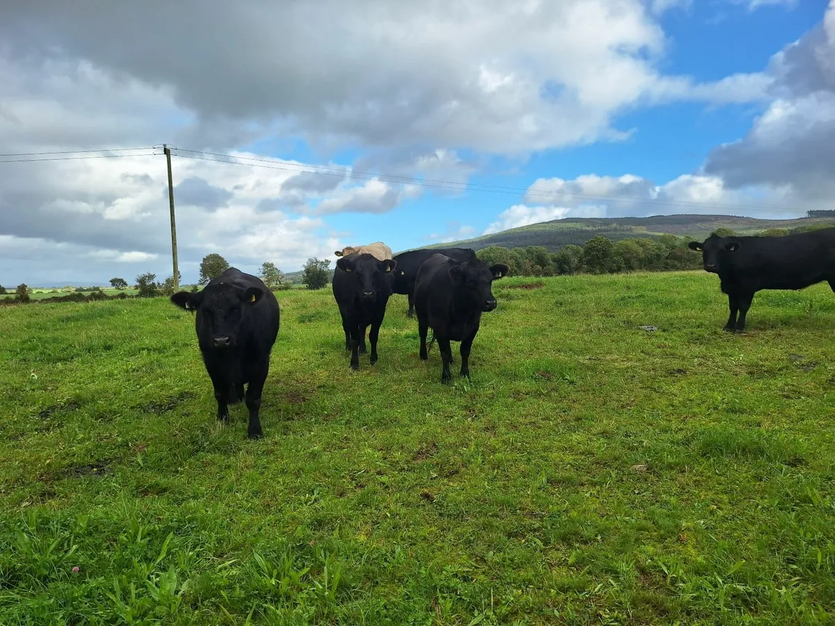 Purebred AA Heifers for sale. - Image 3