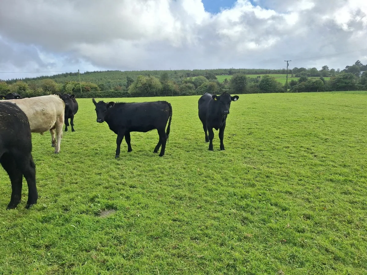 Purebred AA Heifers for sale. - Image 4