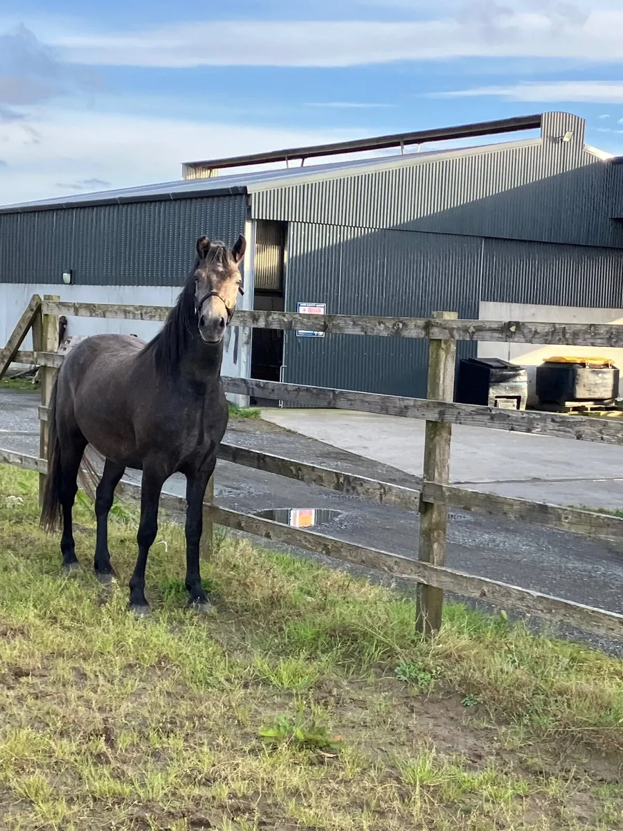 Three yr old Connemara gelding - Image 1