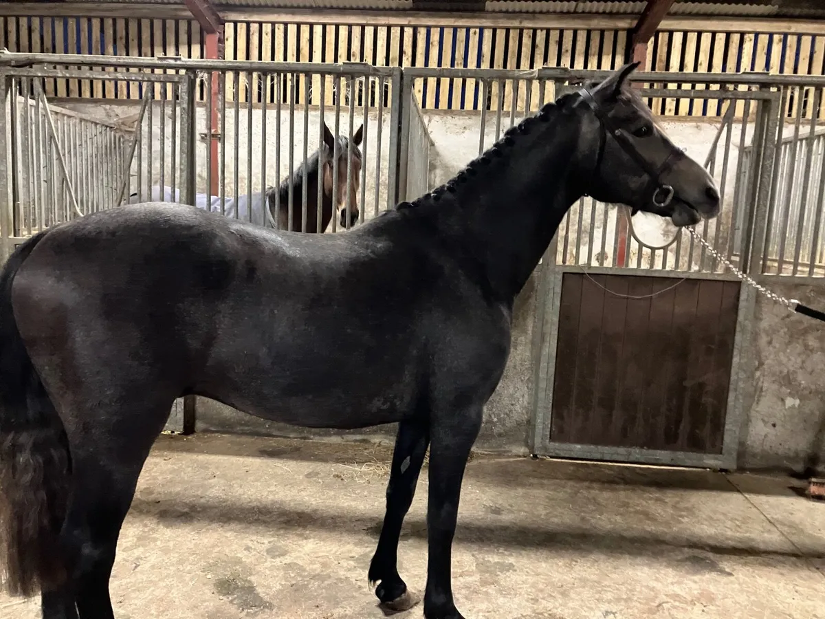 Three yr old Connemara gelding - Image 2