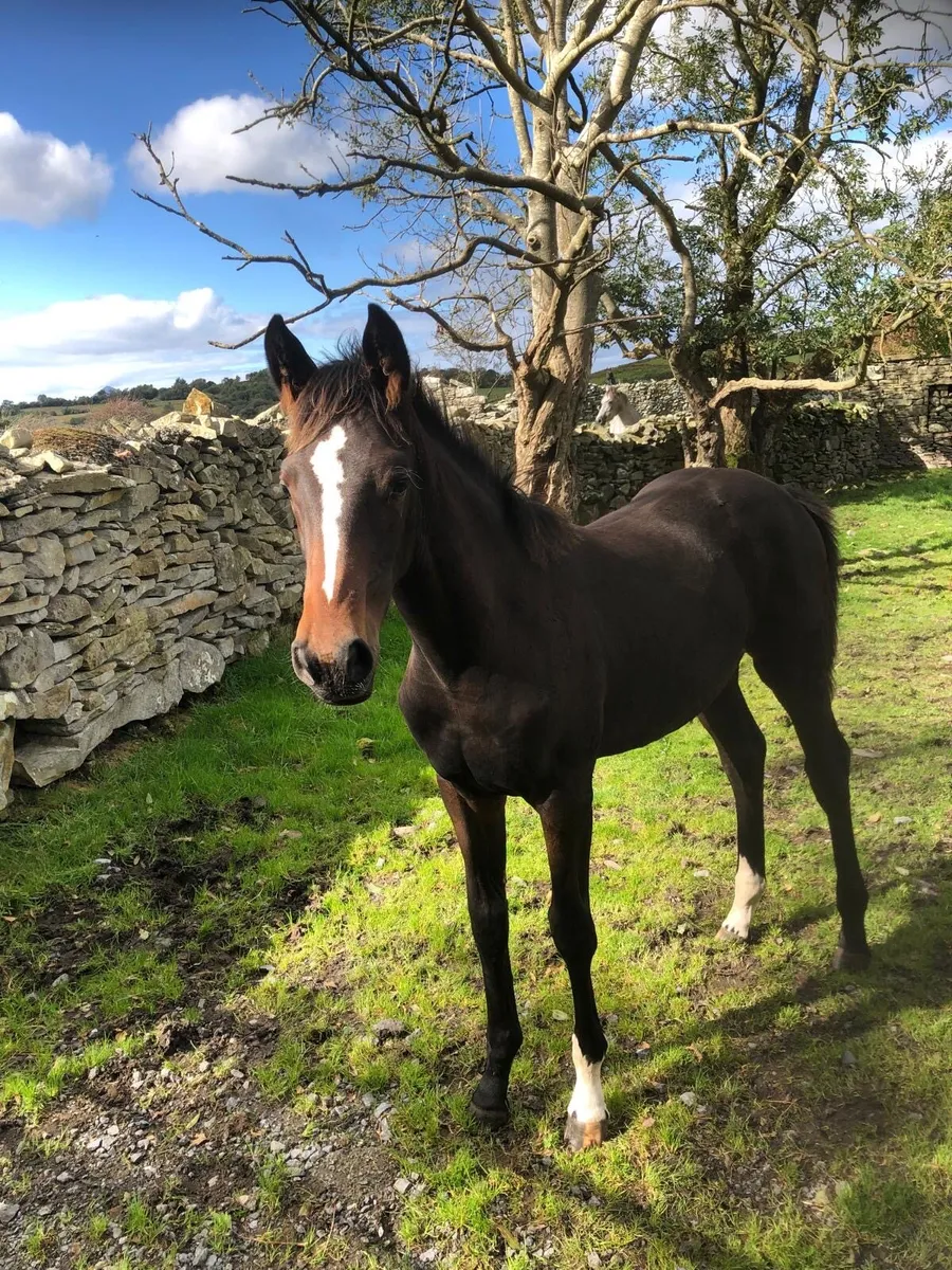 Sligo candy boy