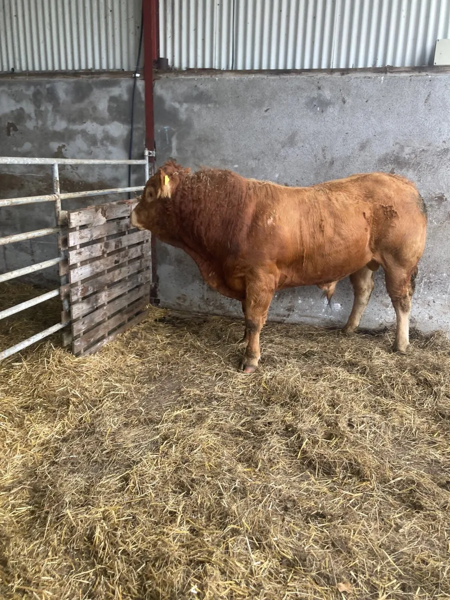 Livestock - Image 1