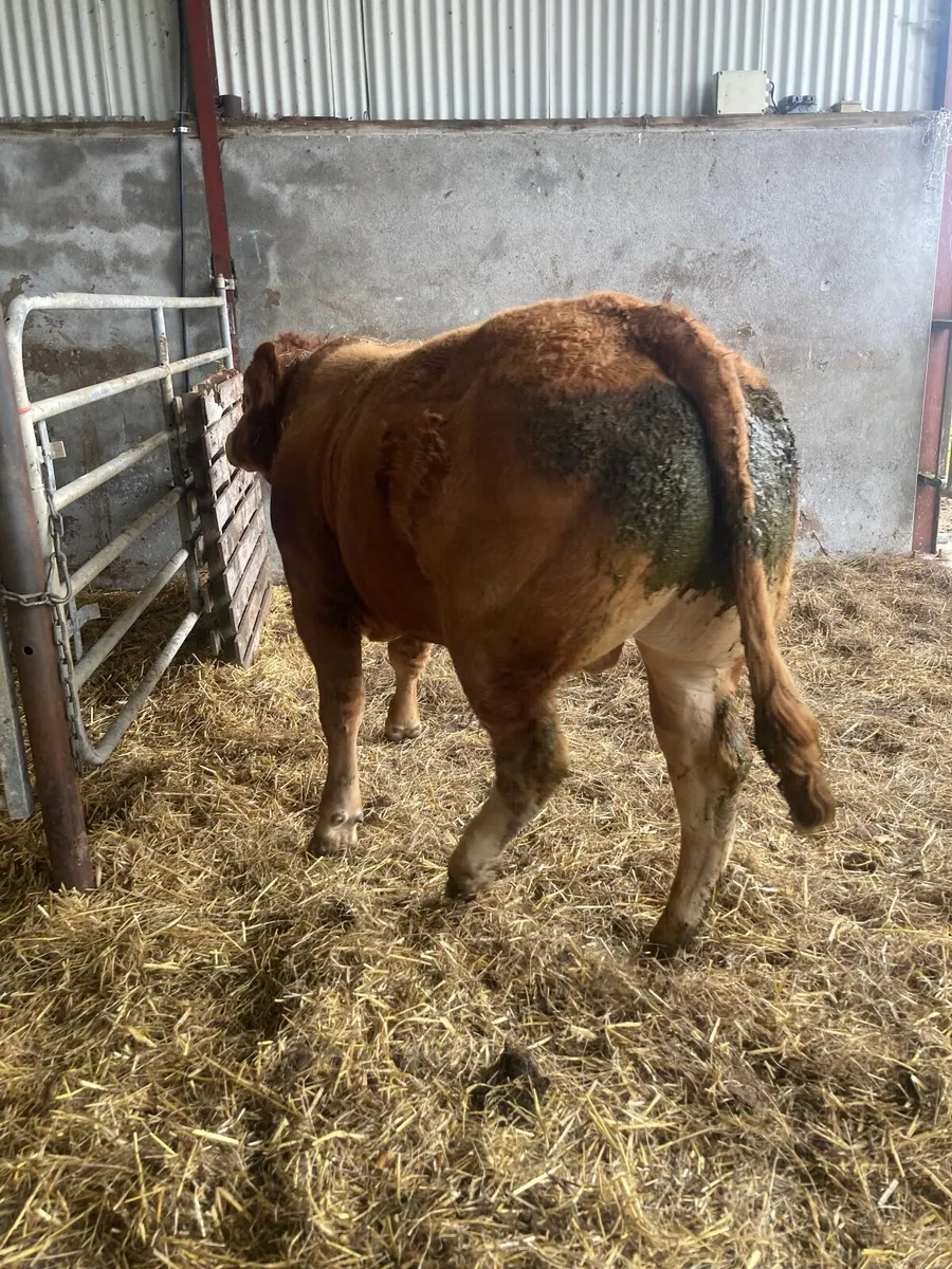 Livestock - Image 3