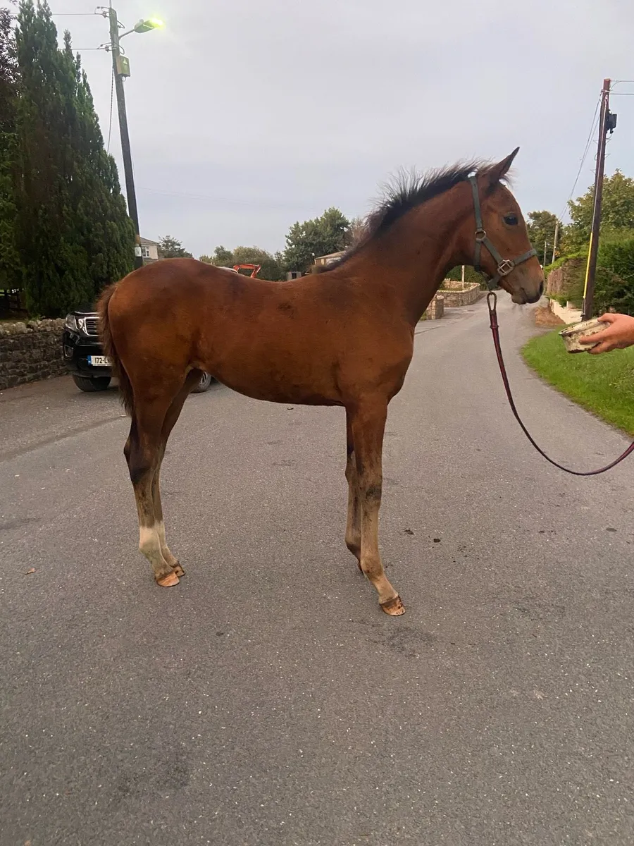 Grand cru filly foal - Image 2