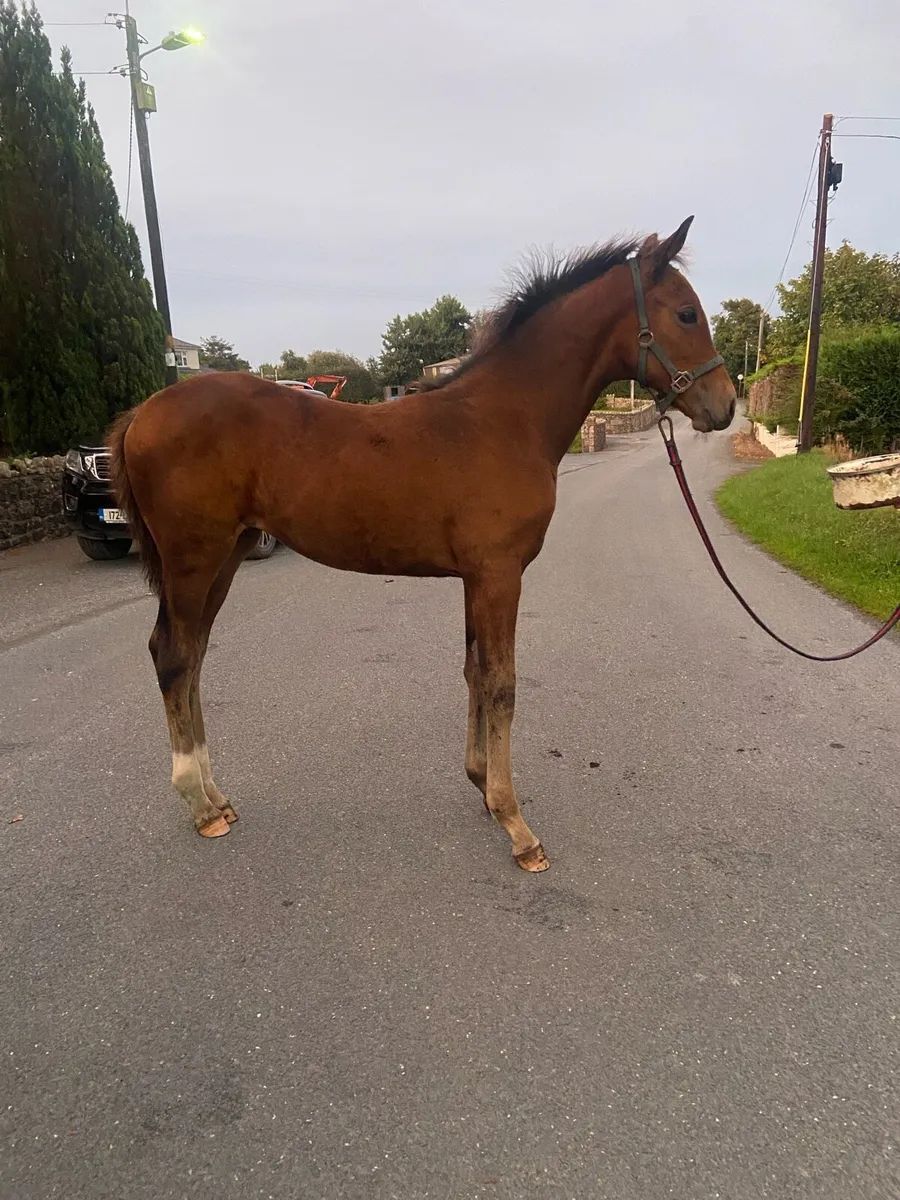 Grand cru filly foal - Image 1