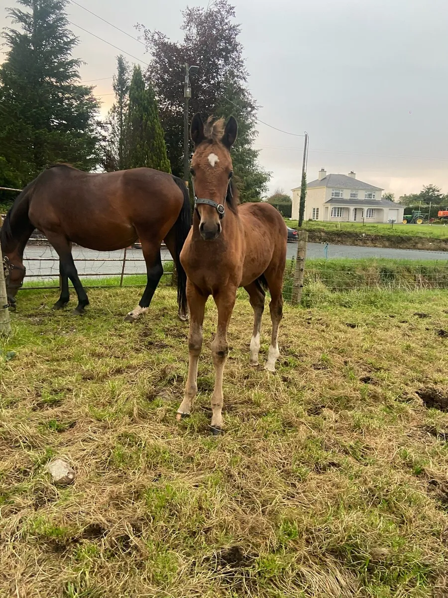 Grand cru filly foal - Image 4
