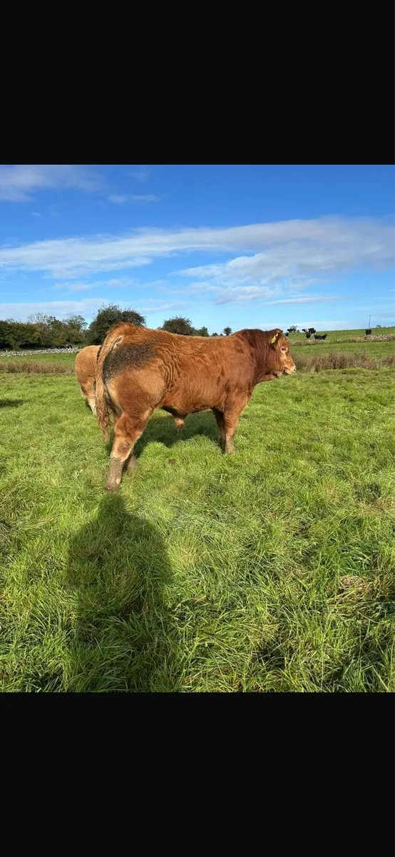 Bulls for Gort mart 25th - Image 2