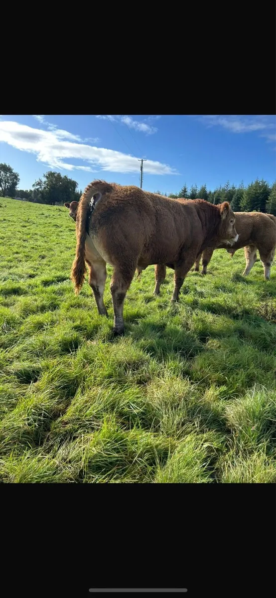 Bulls for Gort mart 25th - Image 3
