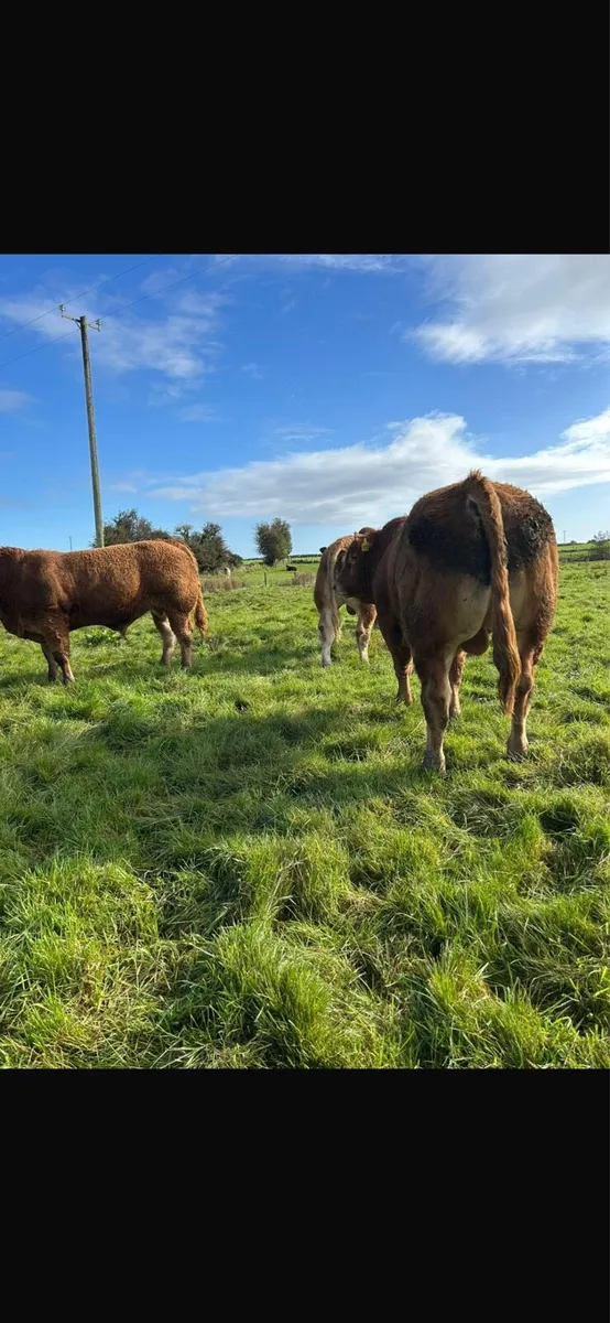 Bulls for Gort mart 25th - Image 4