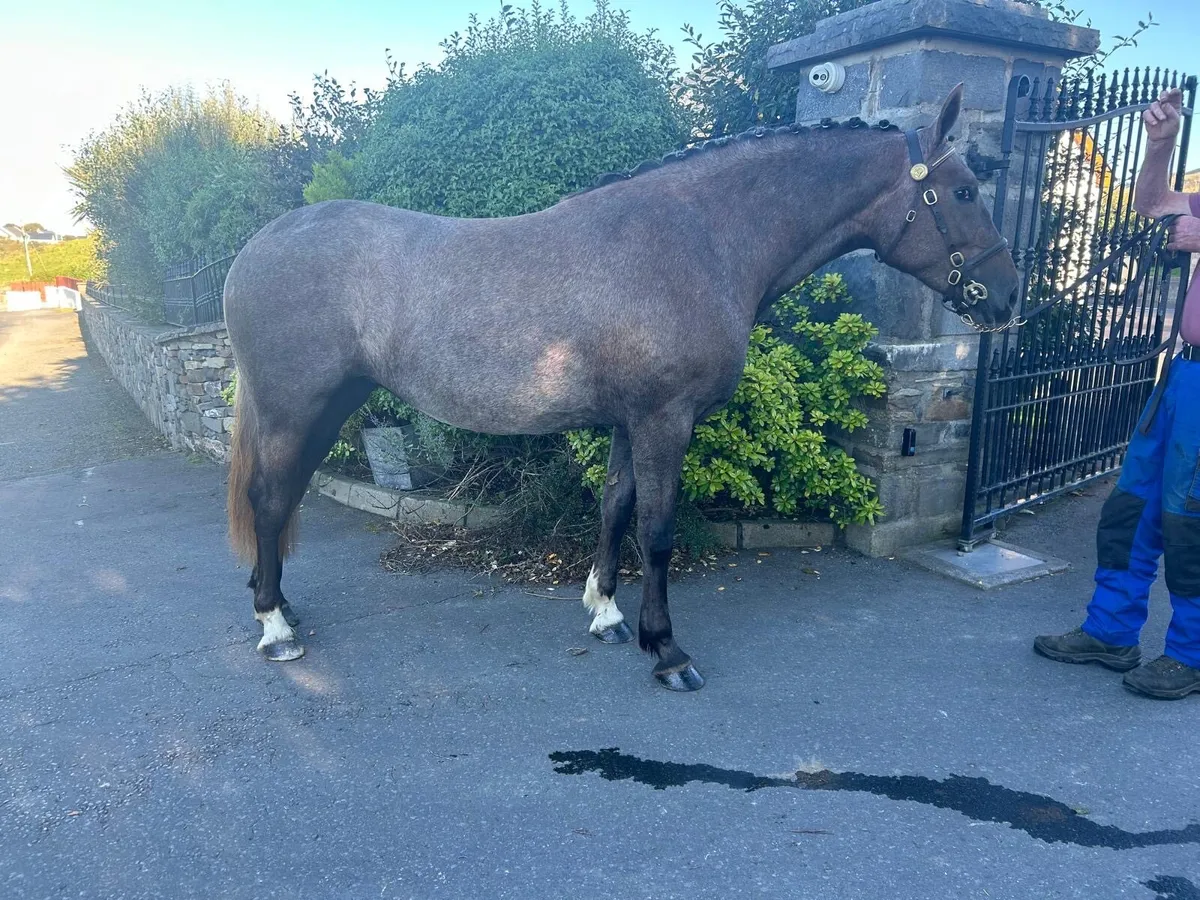 3yo Class 1 RID Filly - Image 2