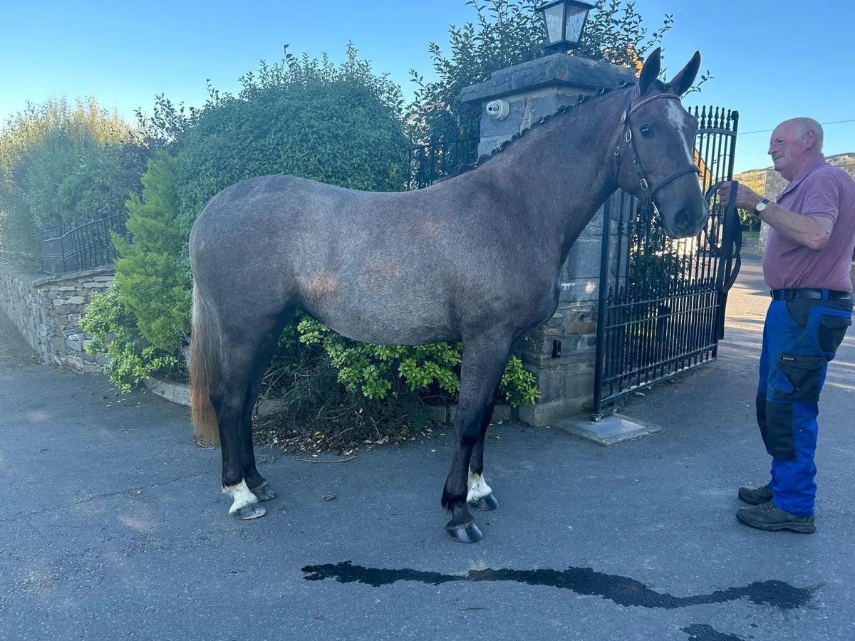 3yo Class 1 RID Filly - Image 3