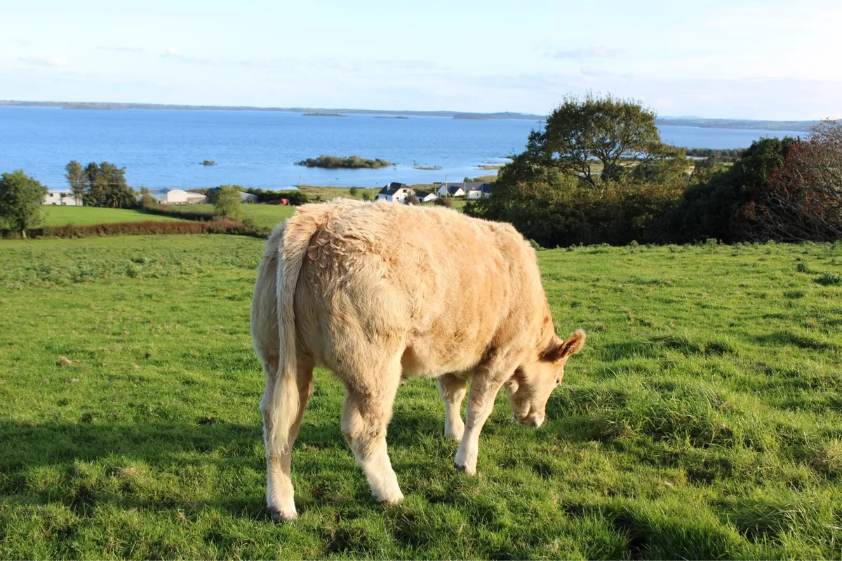 Smashing CHX Weanling Heifer For Sale - Image 4
