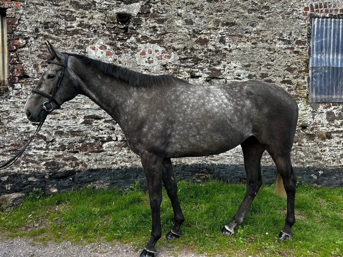 5yo Grey Gelding - Image 1