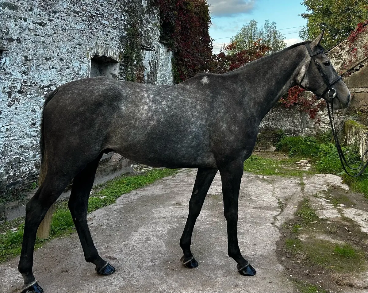 5yo Grey Gelding - Image 2