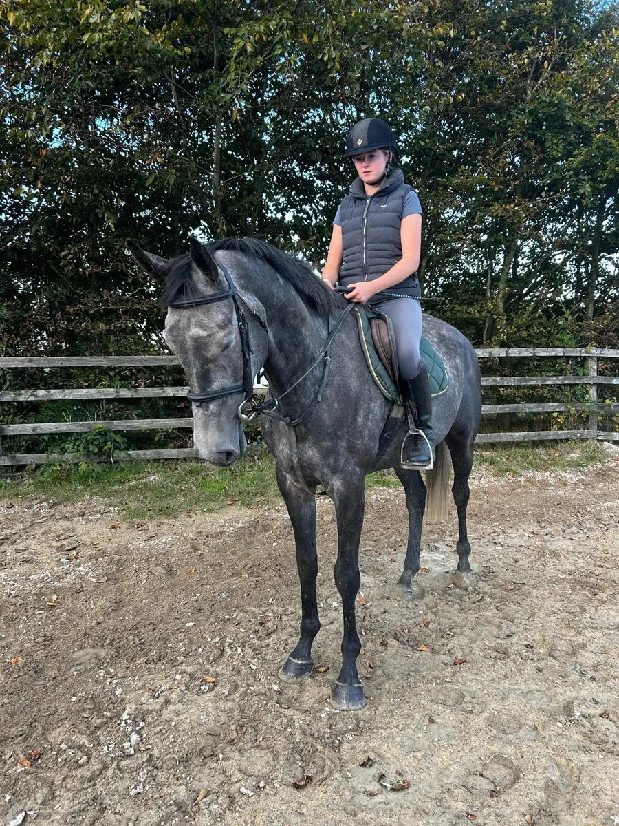 5yo Grey Gelding - Image 3