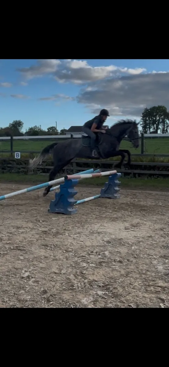 5yo Grey Gelding - Image 4