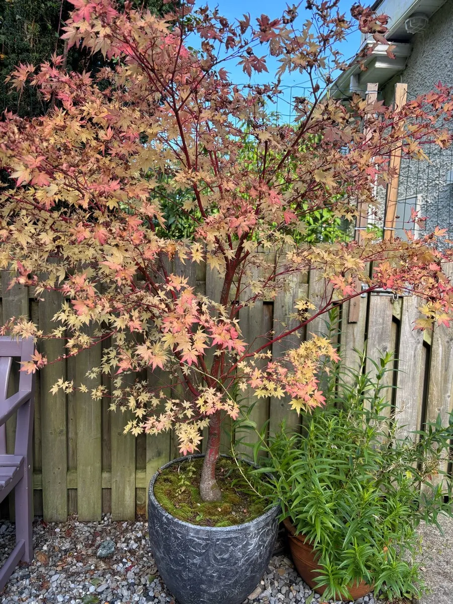 Mature acer trees in a pots - Image 1